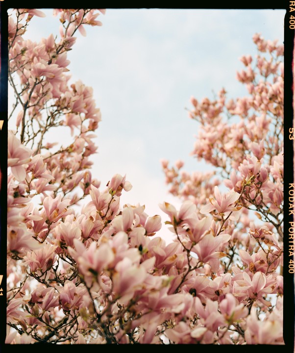 Pink magnolia blossoms fill the frame against a light blue sky.