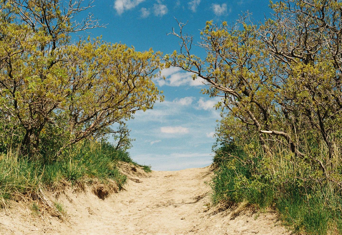 A sandy path leads up a hill between two trees with green foliage under a blue sky with white clouds.