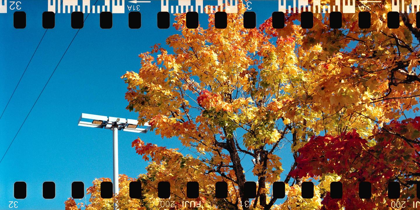 A tree with autumn foliage in shades of yellow and red stands against a clear blue sky, with a street light visible on the left.
