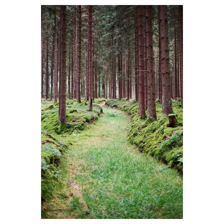 A narrow, grassy path winds through a dense forest of tall trees with mossy ground.