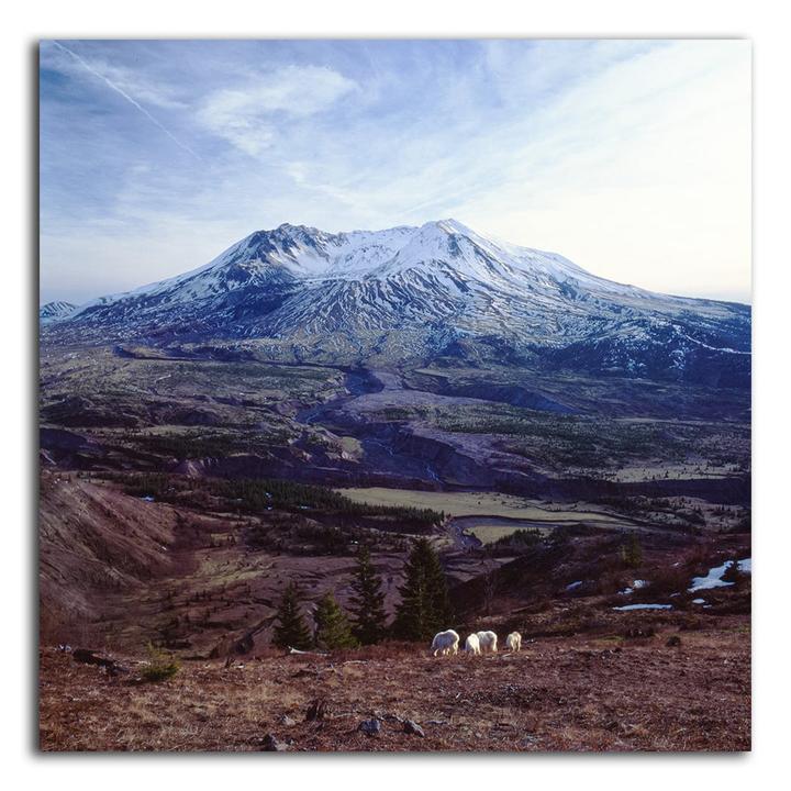 Three mountain goats graze on a hillside with a snow-capped mountain in the background.
