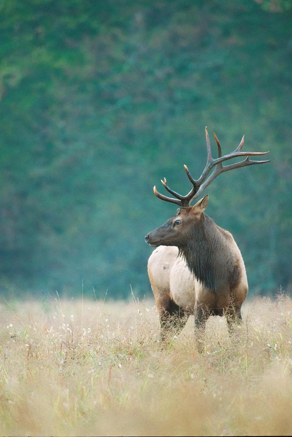 An elk stands in a field of tall grass with a forest in the background.