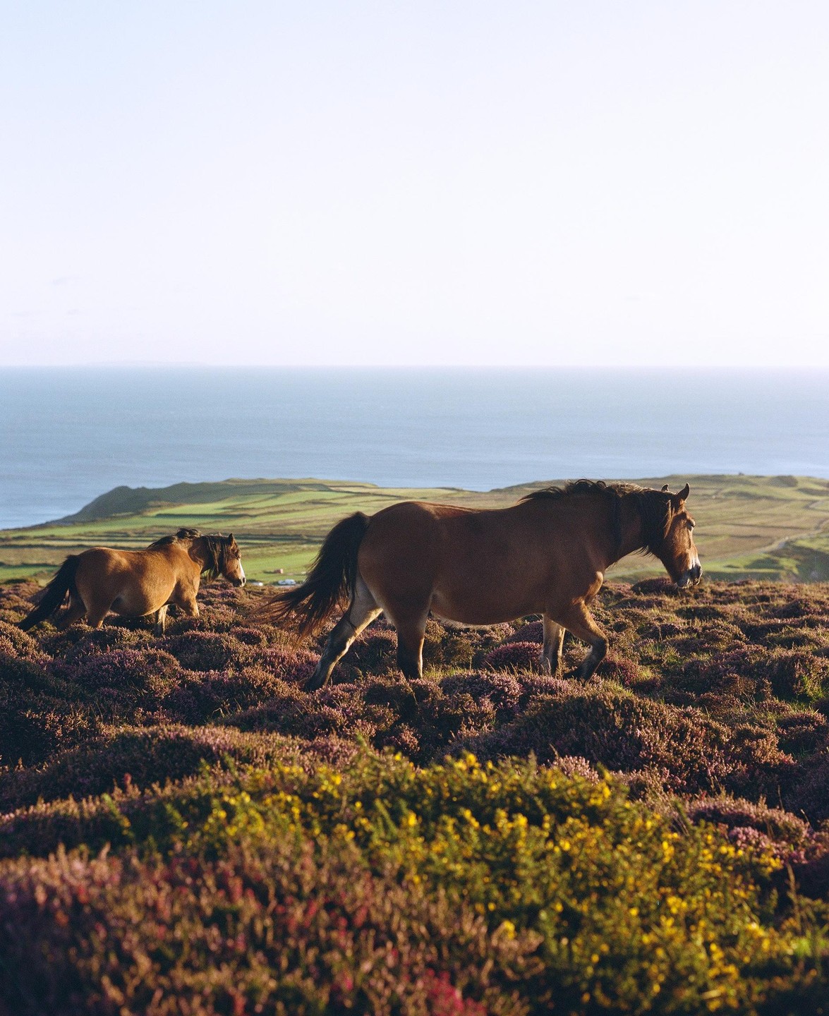 Two horses walk through a field of purple and yellow flowers with the ocean in the background.
