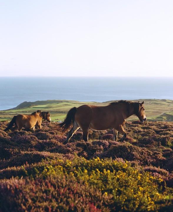 Two horses walk through a field of purple and yellow flowers with the ocean in the background.