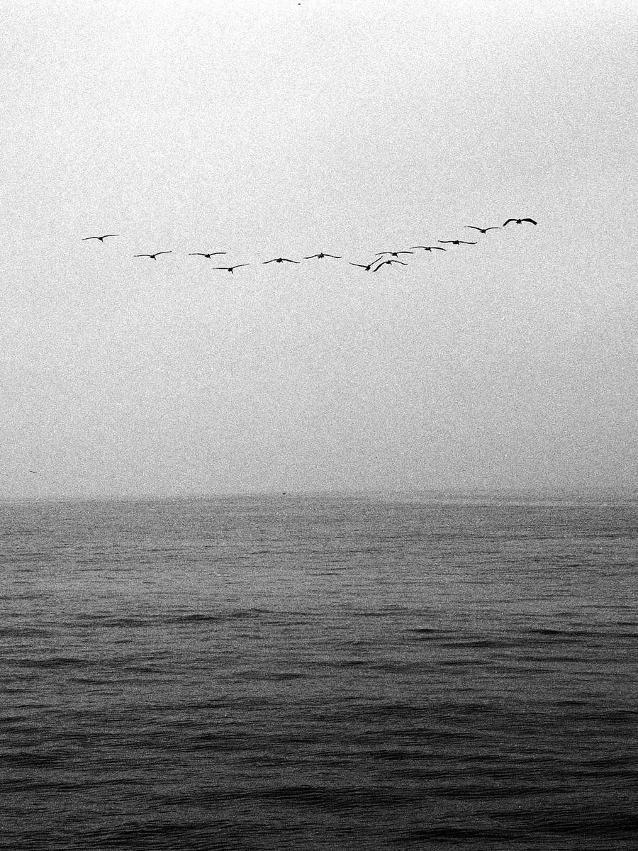 A flock of birds flies in formation over a body of water under a hazy sky.