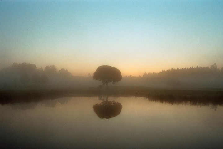 A single tree stands reflected in a body of water, surrounded by fog and distant trees under a colorful sky.