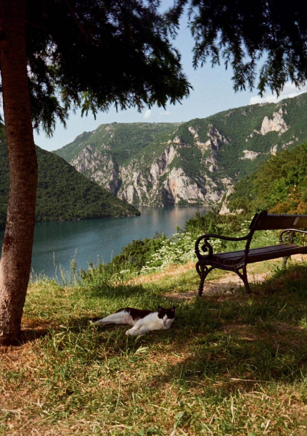 A black and white cat rests in the shade of a tree overlooking a lake surrounded by mountains.
