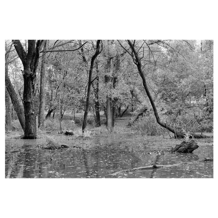A black and white photograph shows a forest with a body of water in the foreground, covered in fallen leaves.