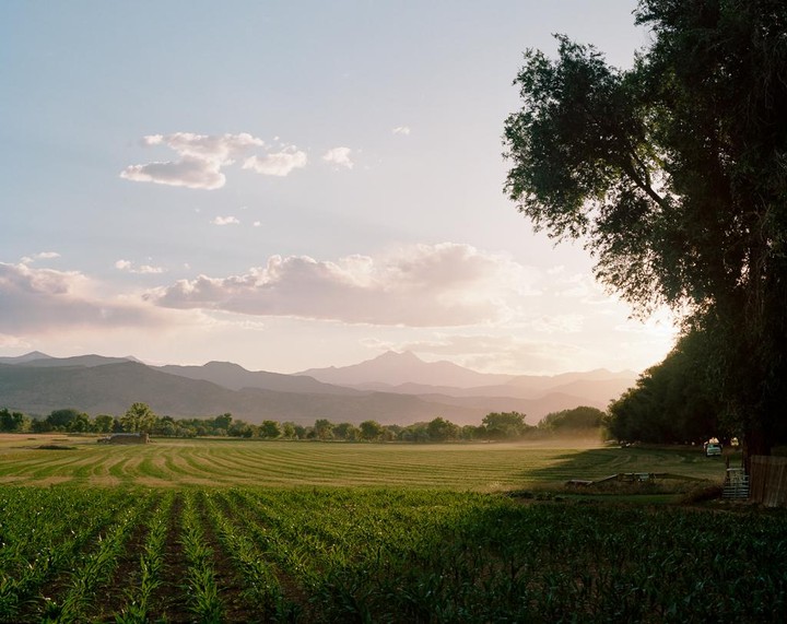 A field of crops stretches towards distant mountains under a cloudy sky at sunset.
