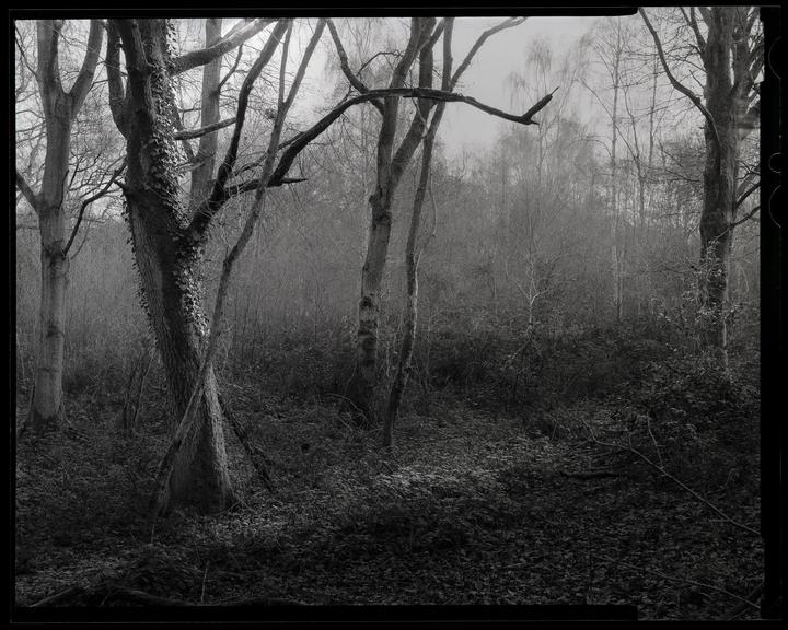A dense forest with bare trees and thick undergrowth is shrouded in a hazy atmosphere.