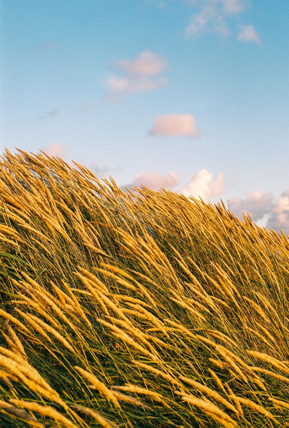 Golden grass sways in the wind under a blue sky with scattered clouds.