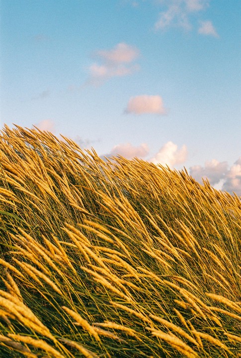 Golden grass sways in the wind under a blue sky with scattered clouds.
