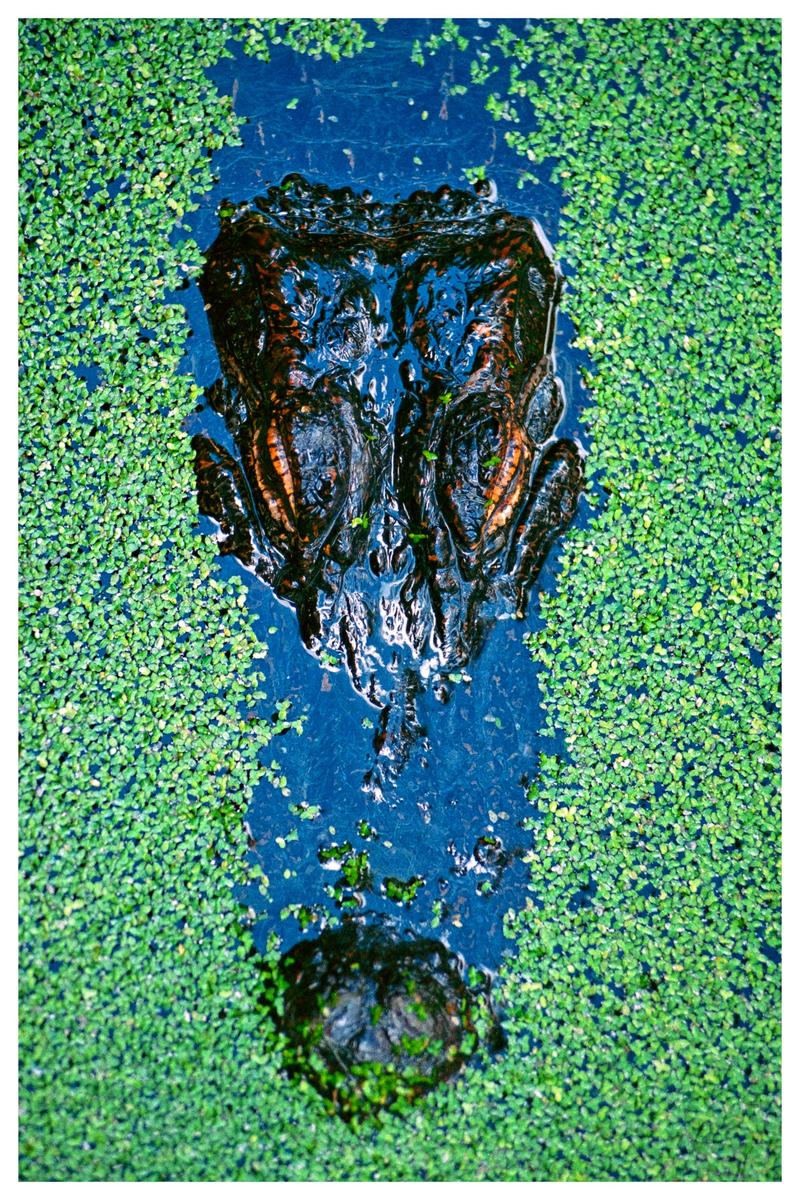 An alligator's head is visible in a body of water covered in green foliage.