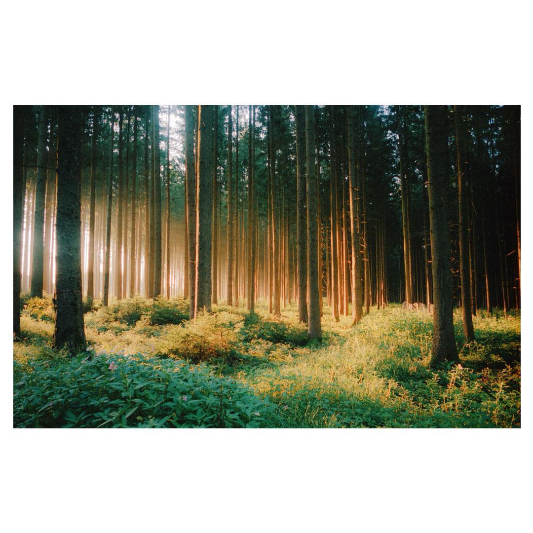Sunlight streams through a dense forest with tall trees and lush undergrowth.