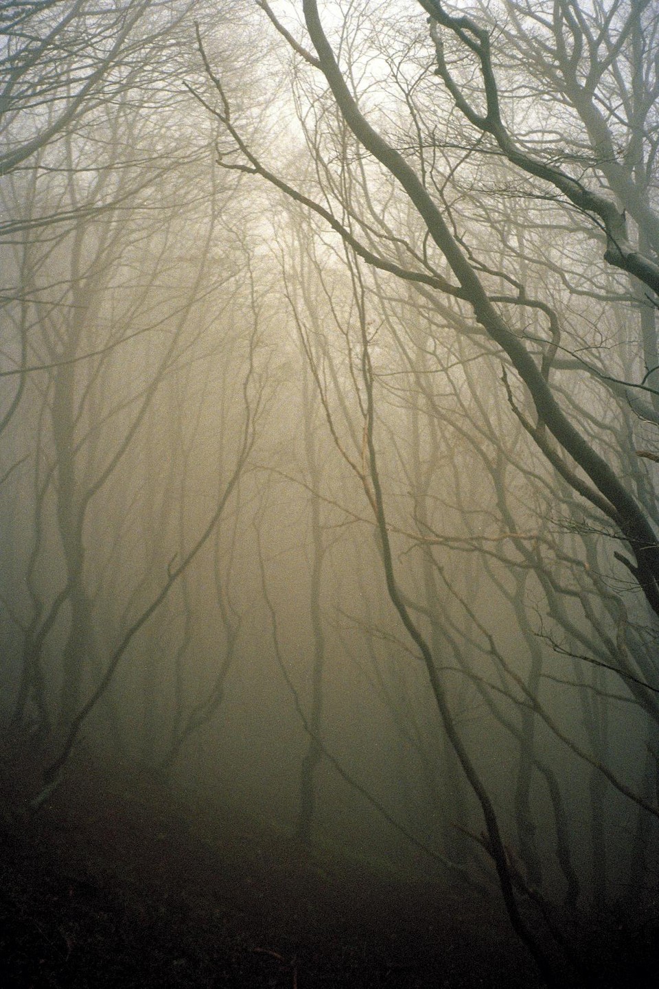 Bare trees stand in a dense fog in a forest.