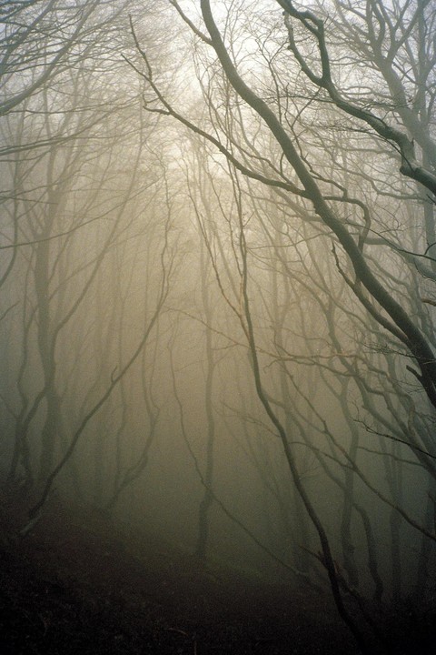 Bare trees stand in a dense fog in a forest.