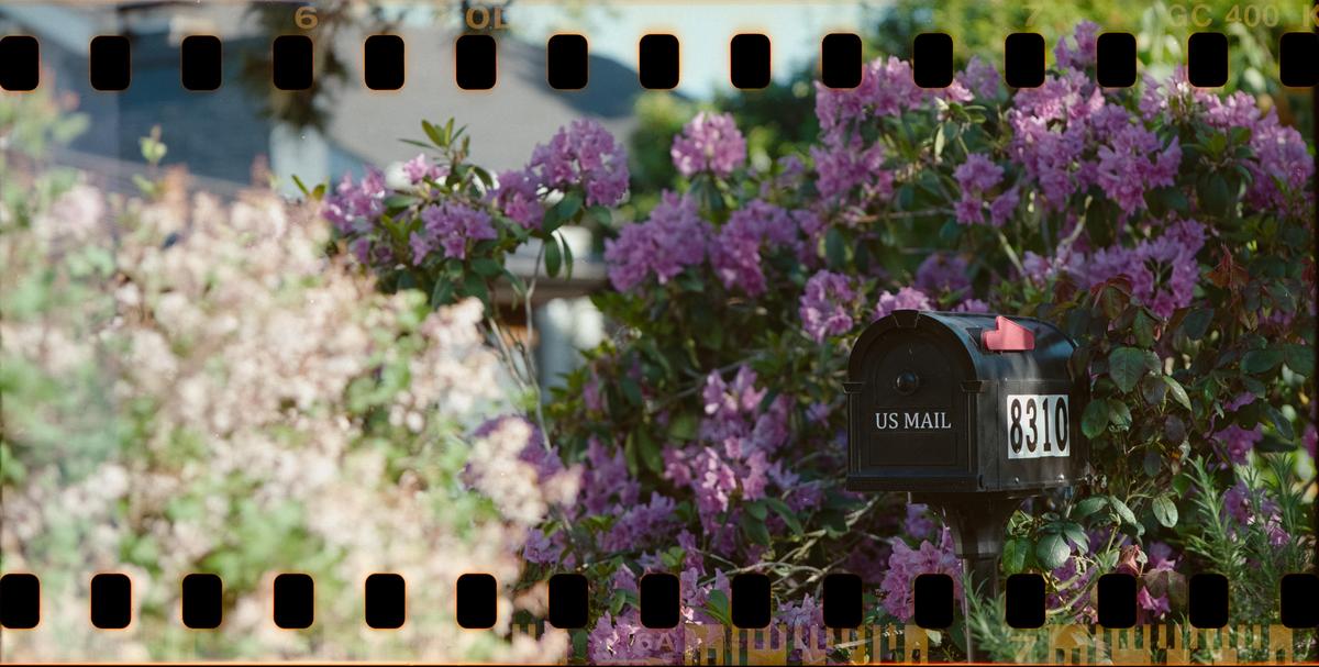 A black mailbox with the number 8310 is surrounded by purple flowers and green foliage.