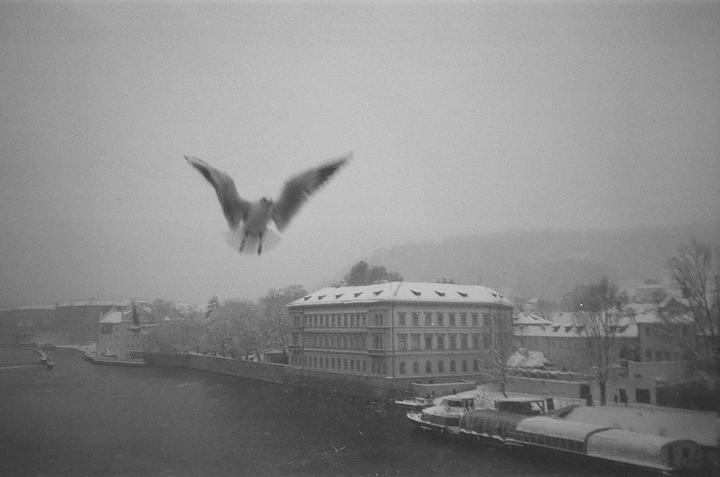 A bird flies over a river with snow-covered buildings and boats on the bank.