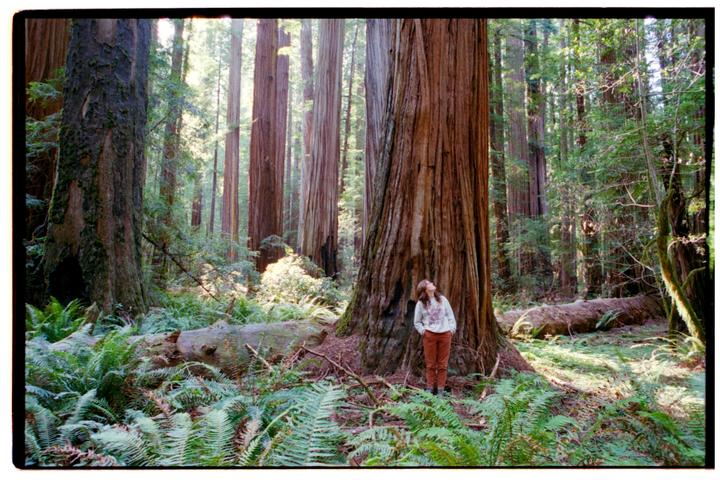 A woman stands at the base of a giant redwood tree in a forest.