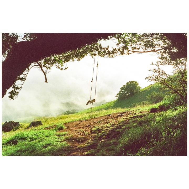A rope swing hangs from a tree branch overlooking a hazy, grassy hillside.