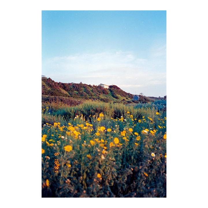 A field of yellow flowers grows in front of a hill with houses on top under a clear sky.