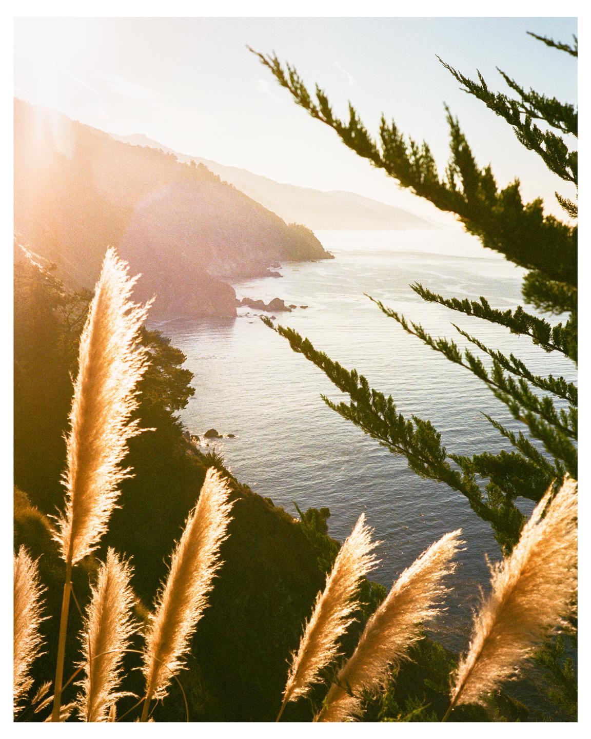 Pampas grass and pine branches frame a view of the Pacific Ocean and the Santa Lucia mountains at sunrise.