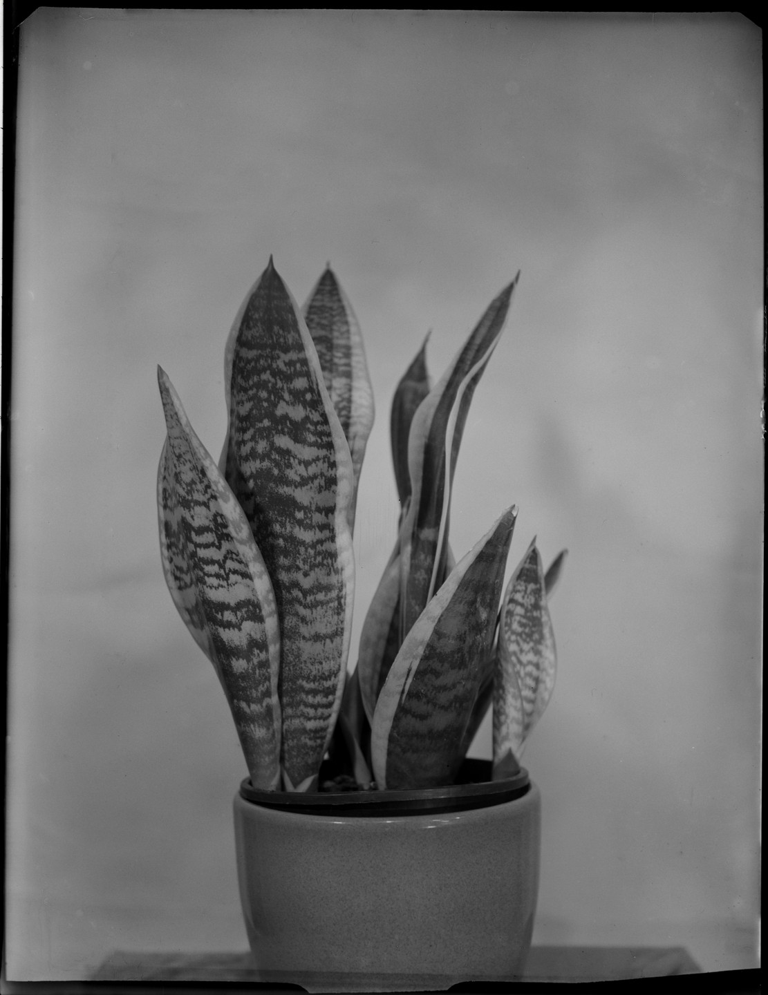 A potted sansevieria plant with long, patterned leaves stands against a plain background.