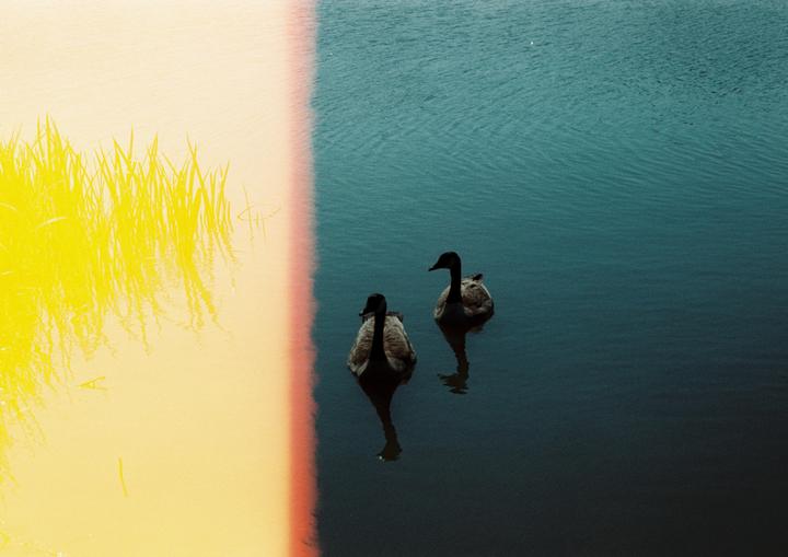 Two geese swim in a body of water next to a bright yellow reflection of tall grass.