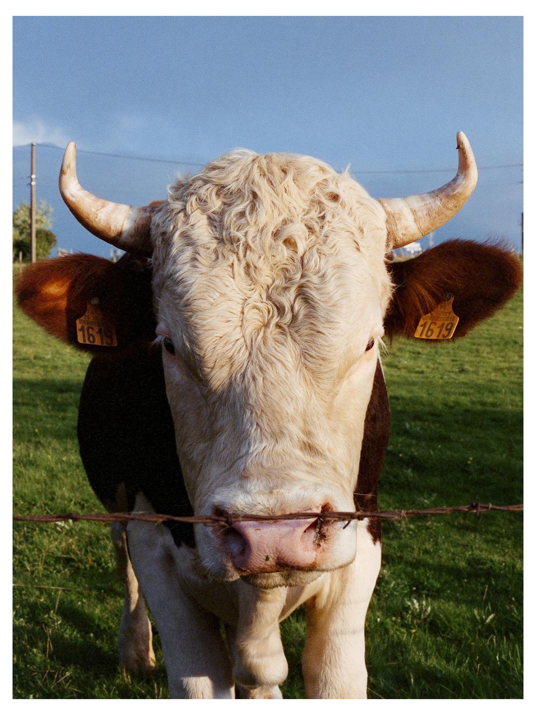 A cow with horns and ear tags stands behind a barbed wire fence in a grassy field under a blue sky.