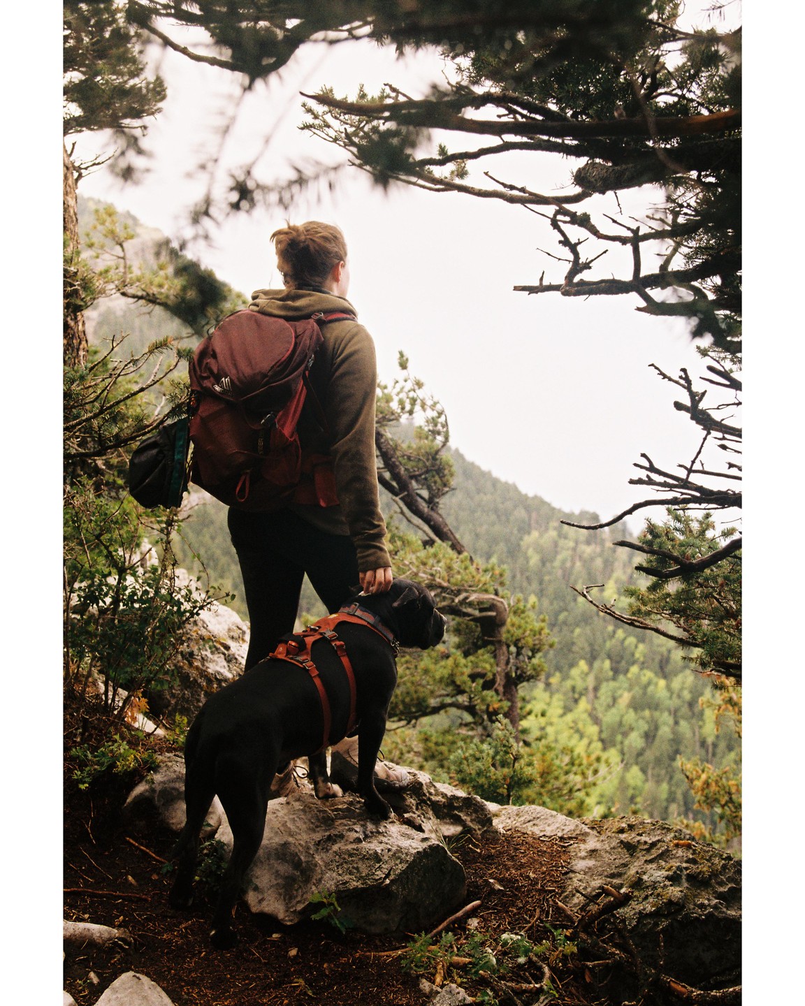 A person with a backpack and a dog stand on a rocky outcrop overlooking a forest.