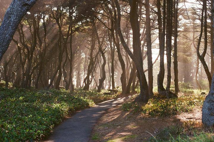 A path leads through a forest with sunbeams shining through the trees.