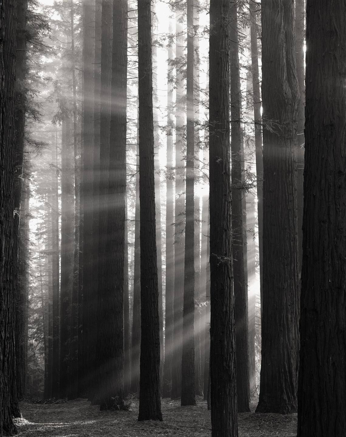 Sunlight streams through a dense forest of tall trees, illuminating the hazy air.