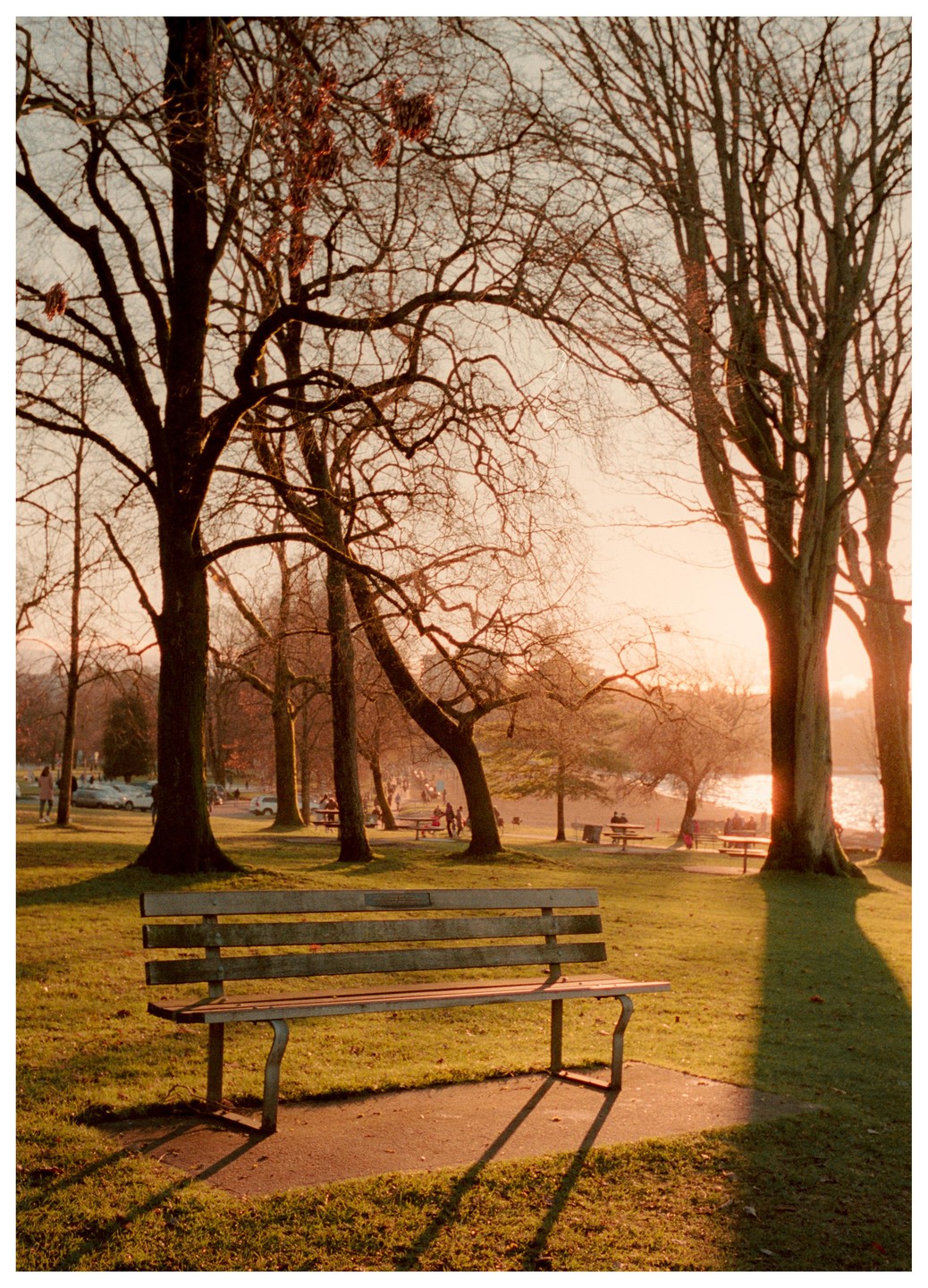 A park bench sits in the foreground of a park with trees and a body of water in the background during sunset.