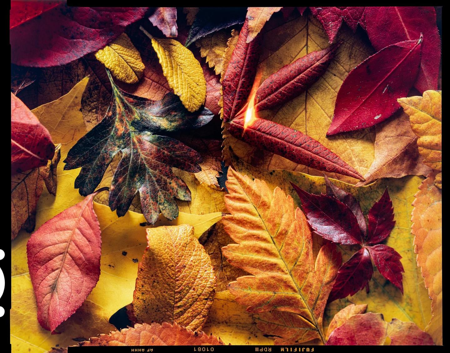 A collection of autumn leaves in various shades of red, orange, and yellow are scattered across a surface.