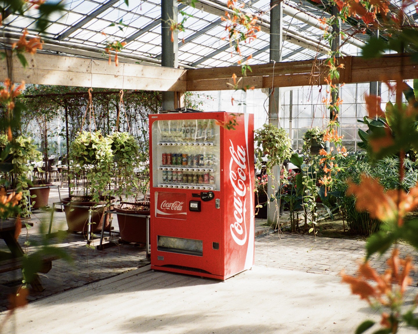 A red Coca-Cola vending machine stands among potted plants and hanging foliage in a greenhouse.