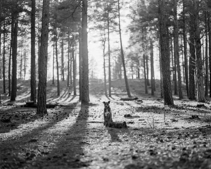 A dog sits on a tree stump in a sun-dappled forest.