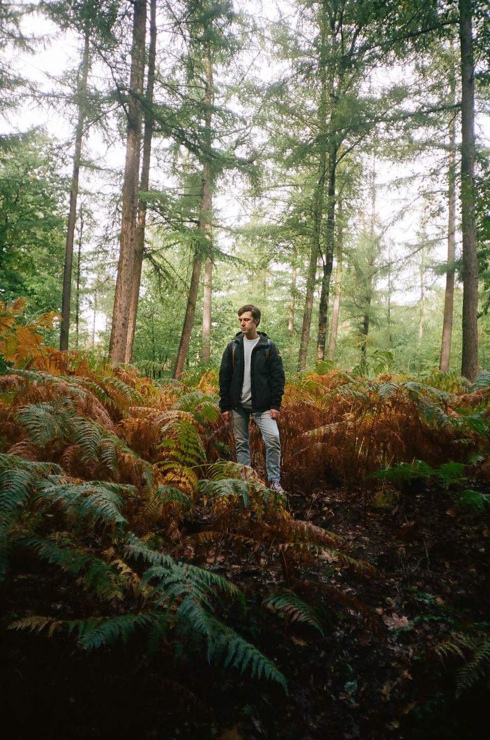 A man stands among ferns and trees in a forest.