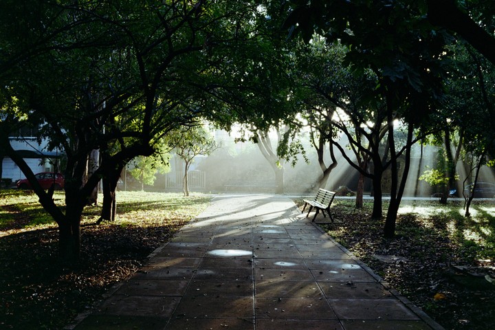 Sunlight streams through the trees onto a park path with a bench.