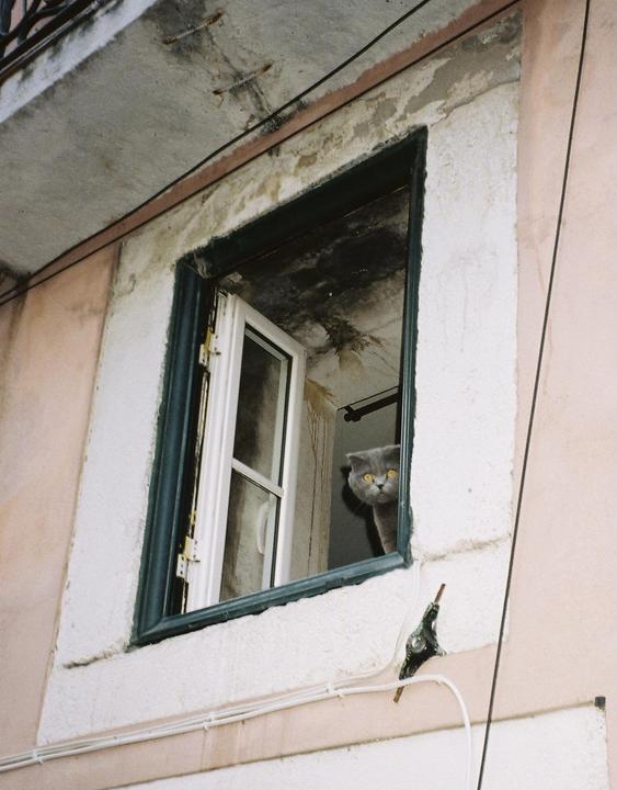 A gray cat with yellow eyes looks out of an open window in a building with peeling paint.