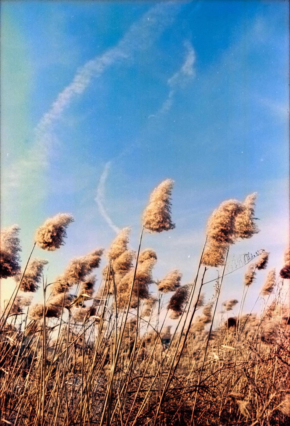 Tall reeds with fluffy tops stand against a bright blue sky with wispy clouds.