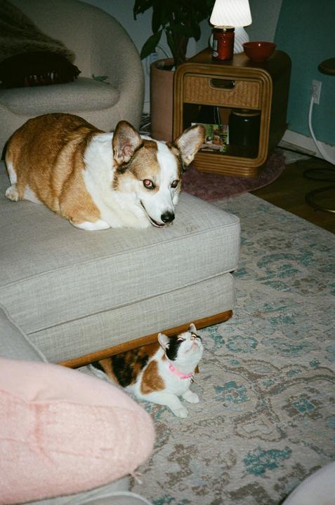 A corgi dog lies on a sofa while a calico cat sits on the floor looking up at it.