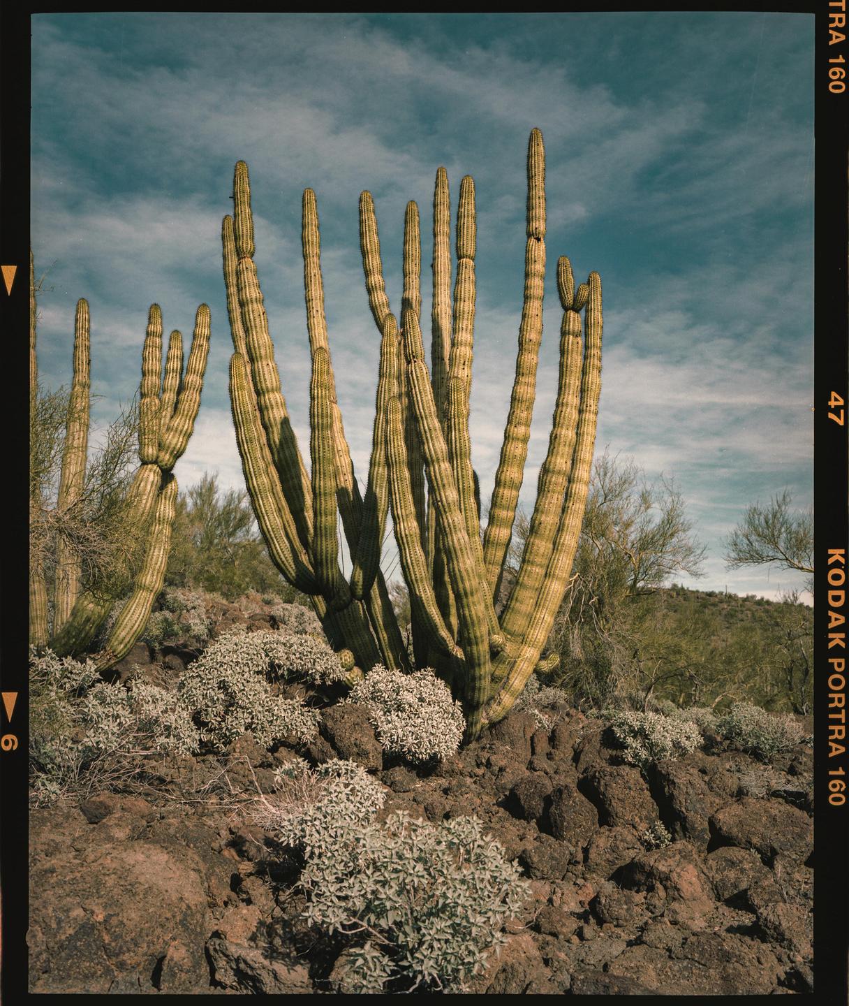 A large cactus stands tall on a rocky desert landscape under a partly cloudy sky.