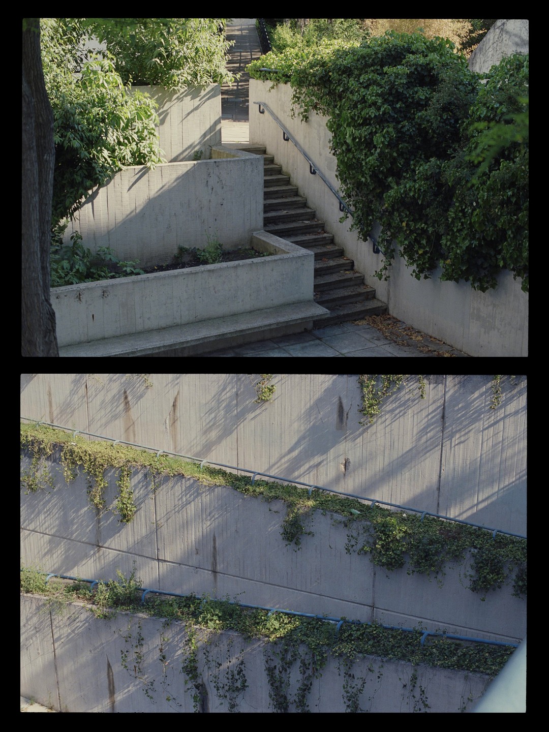 A concrete staircase with a metal handrail is surrounded by lush green foliage and shadows in a brutalist architectural setting.