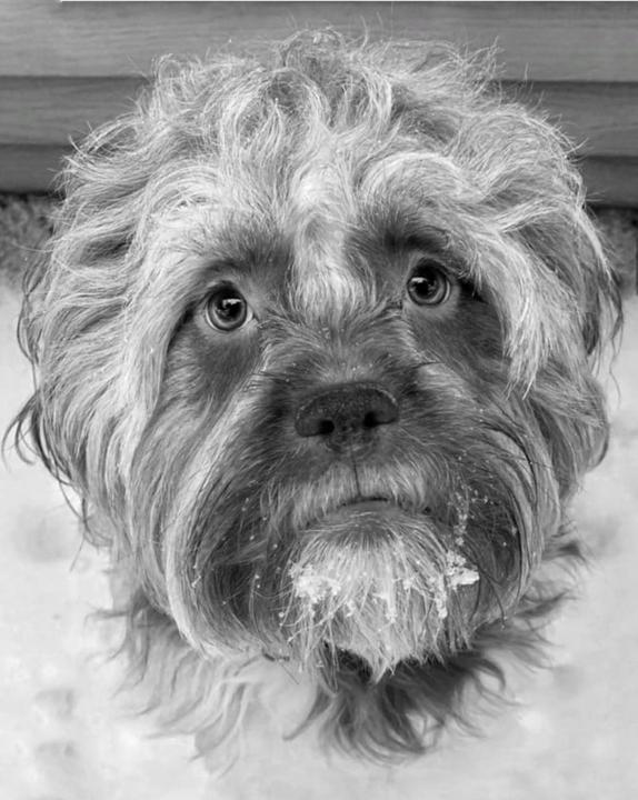 A dog with snow on its beard looks up at the viewer.