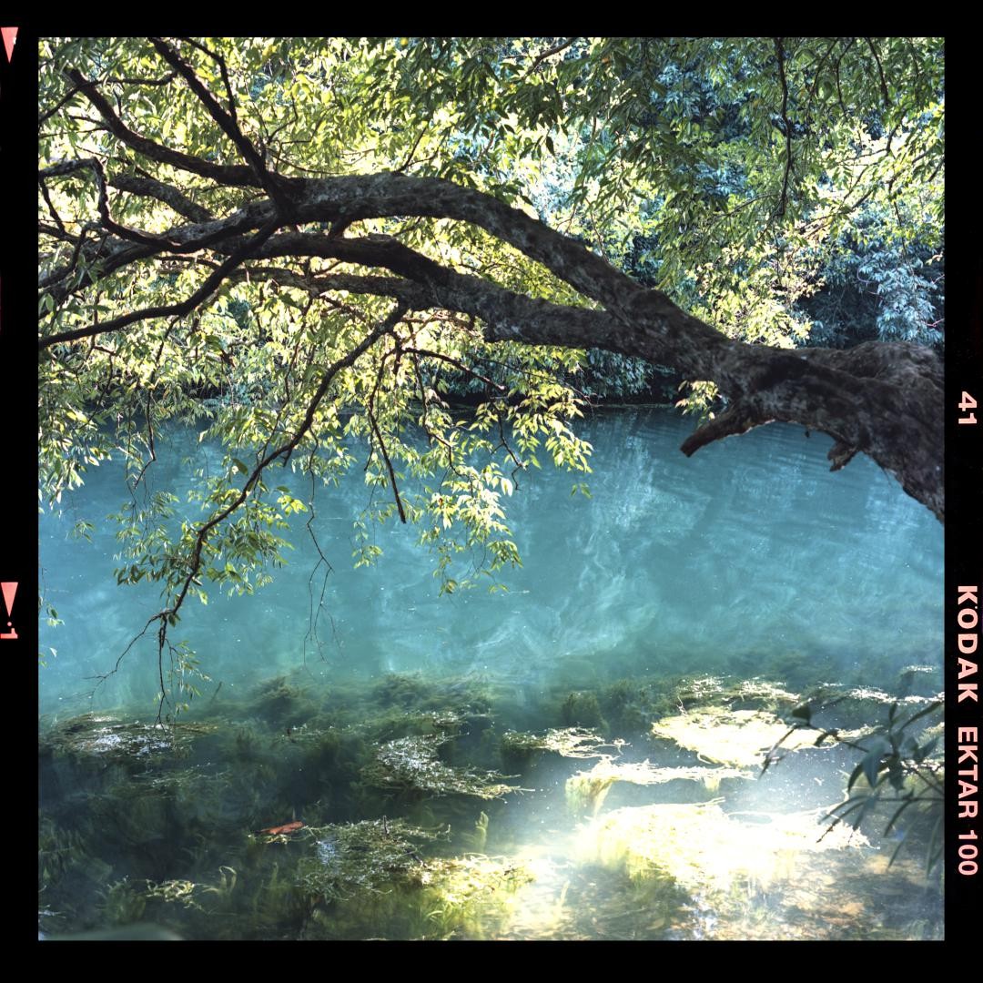 A tree branch with green leaves hangs over a body of water with visible aquatic plants and sunlight reflecting on the surface.