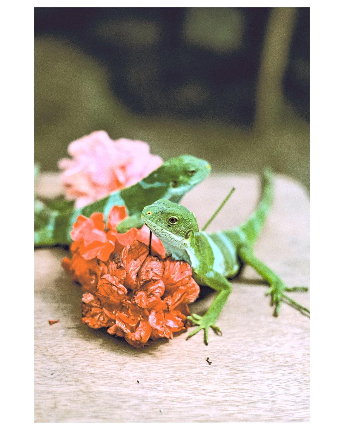 Two green iguanas are visible, one resting on a red flower and another in the background near a pink flower.