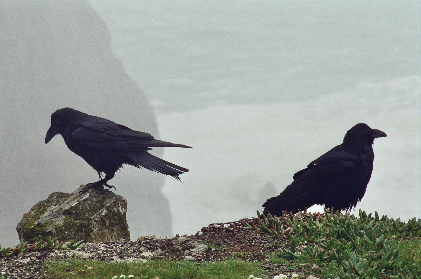 Two ravens are perched on a rocky, grassy cliff overlooking a hazy background.