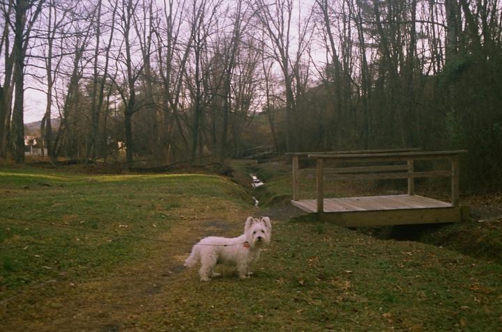 A white dog stands on a grassy path next to a small wooden bridge over a stream, with a forest of bare trees in the background.