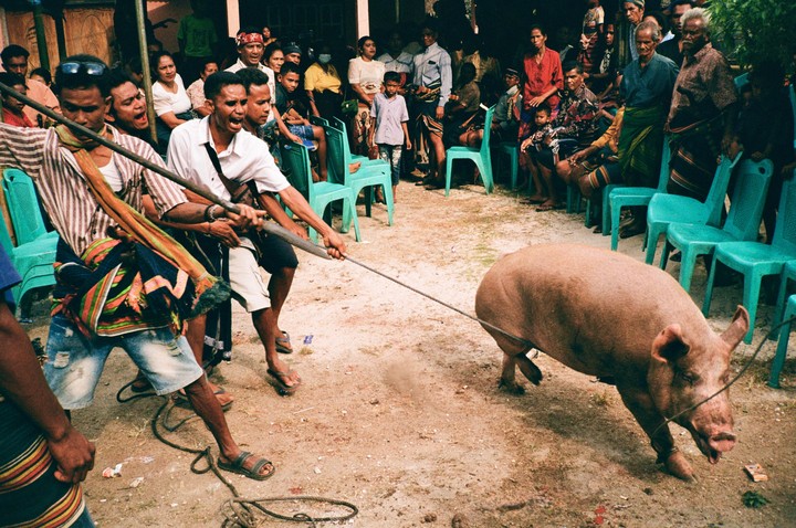 Several men pull a rope attached to a pig while a crowd watches from plastic chairs.