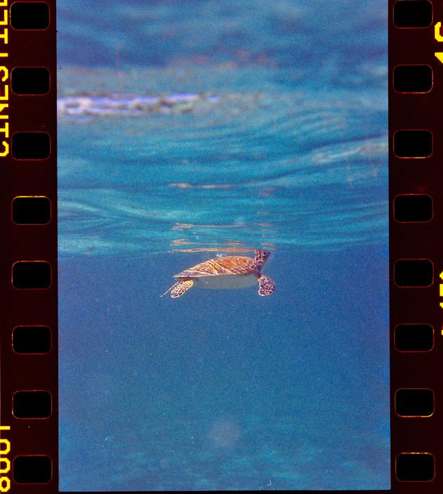 A sea turtle swims just below the surface of the water.